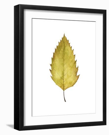 Fall Leaf Study I-Grace Popp-Framed Art Print