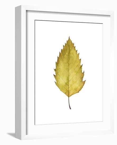 Fall Leaf Study I-Grace Popp-Framed Art Print