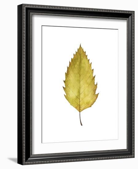 Fall Leaf Study I-Grace Popp-Framed Art Print