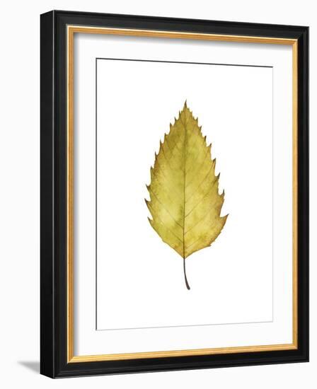 Fall Leaf Study I-Grace Popp-Framed Art Print