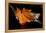 Fall Leaf-Ursula Abresch-Framed Premier Image Canvas