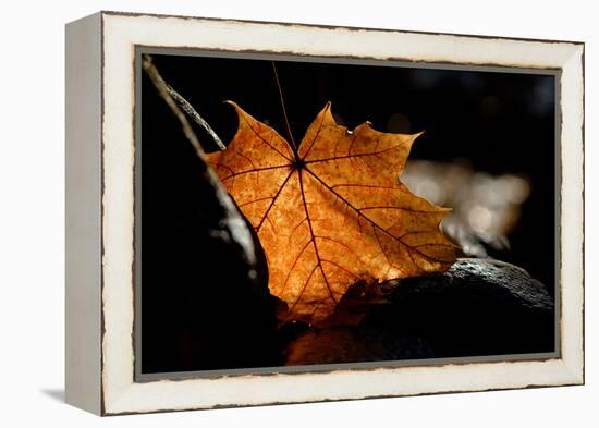 Fall Leaf-Ursula Abresch-Framed Premier Image Canvas