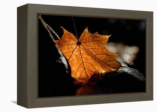 Fall Leaf-Ursula Abresch-Framed Premier Image Canvas