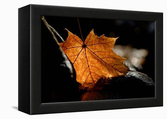 Fall Leaf-Ursula Abresch-Framed Premier Image Canvas