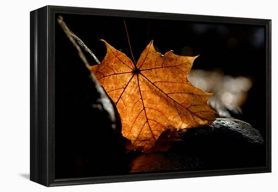 Fall Leaf-Ursula Abresch-Framed Premier Image Canvas