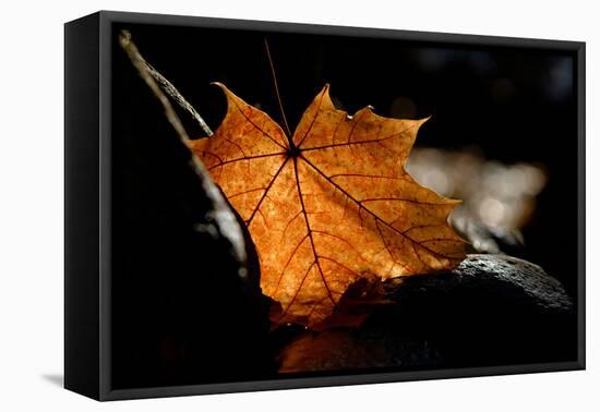 Fall Leaf-Ursula Abresch-Framed Premier Image Canvas