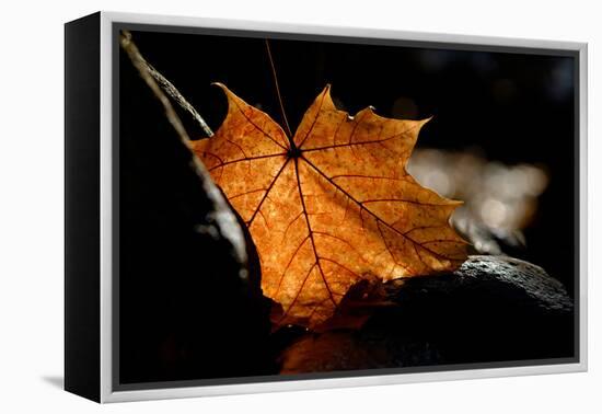 Fall Leaf-Ursula Abresch-Framed Premier Image Canvas