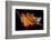 Fall Leaf-Ursula Abresch-Framed Photographic Print