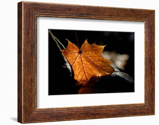 Fall Leaf-Ursula Abresch-Framed Photographic Print