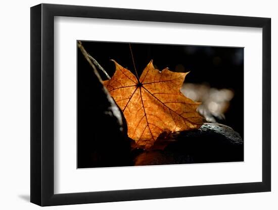 Fall Leaf-Ursula Abresch-Framed Photographic Print