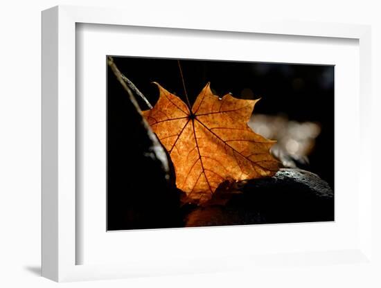 Fall Leaf-Ursula Abresch-Framed Photographic Print