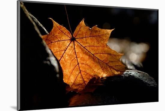 Fall Leaf-Ursula Abresch-Mounted Photographic Print