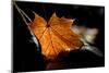 Fall Leaf-Ursula Abresch-Mounted Photographic Print