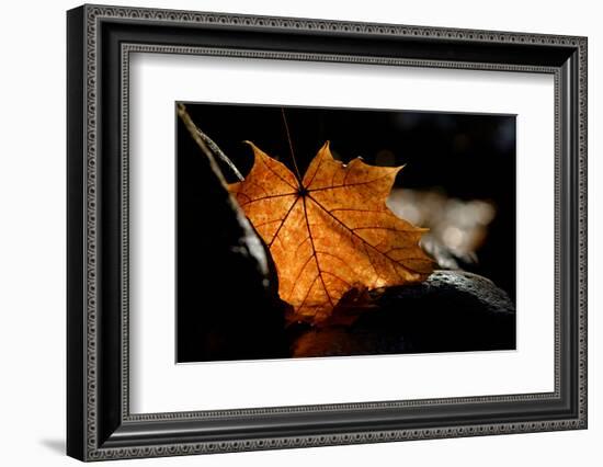 Fall Leaf-Ursula Abresch-Framed Photographic Print