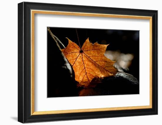 Fall Leaf-Ursula Abresch-Framed Photographic Print