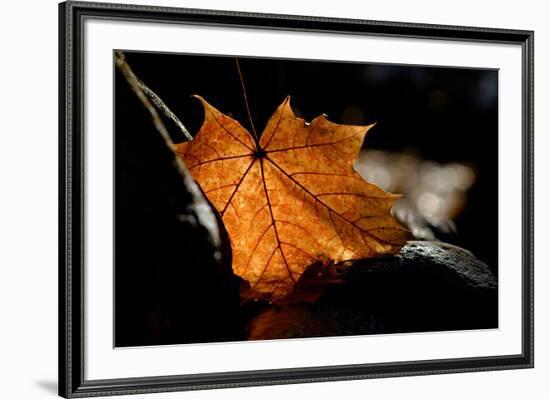 Fall Leaf-Ursula Abresch-Framed Photographic Print
