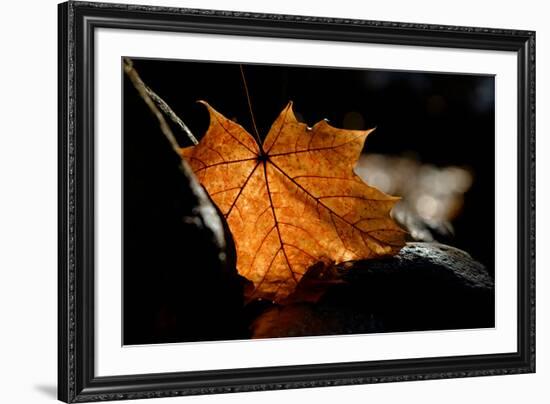 Fall Leaf-Ursula Abresch-Framed Photographic Print