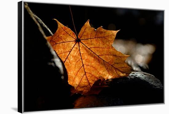 Fall Leaf-Ursula Abresch-Framed Premier Image Canvas