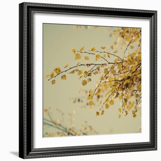 Fall Leaves 009-Tom Quartermaine-Framed Giclee Print