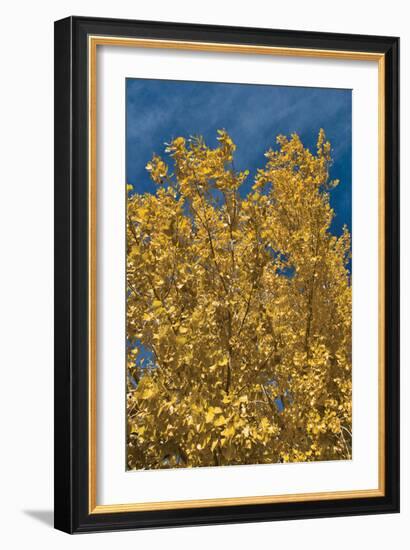 Fall Leaves 1-Lee Peterson-Framed Photographic Print