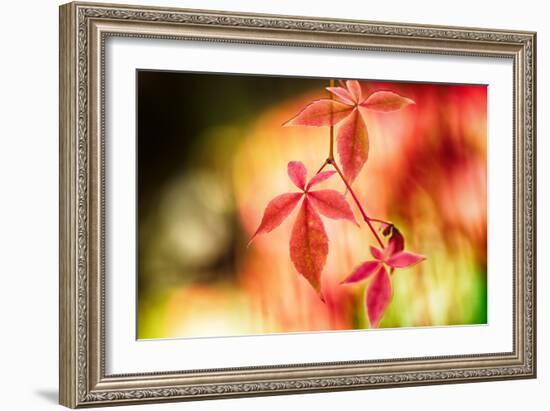 Fall Leaves 2-Ursula Abresch-Framed Photographic Print