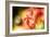 Fall Leaves 2-Ursula Abresch-Framed Photographic Print