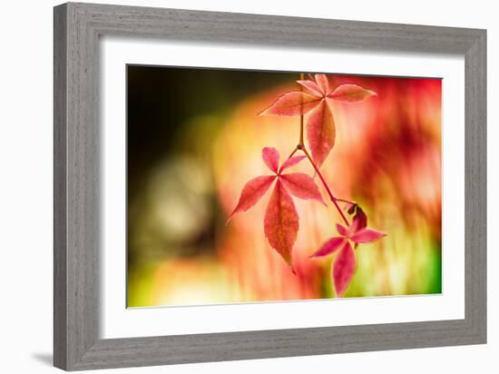 Fall Leaves 2-Ursula Abresch-Framed Photographic Print