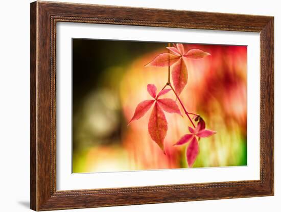 Fall Leaves 2-Ursula Abresch-Framed Photographic Print