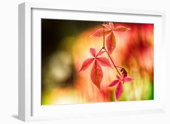 Fall Leaves 2-Ursula Abresch-Framed Photographic Print