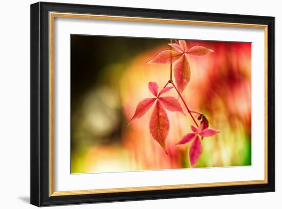 Fall Leaves 2-Ursula Abresch-Framed Photographic Print