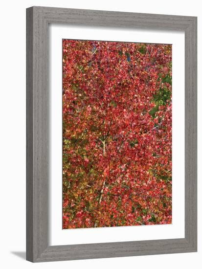 Fall Leaves 2-Lee Peterson-Framed Photographic Print