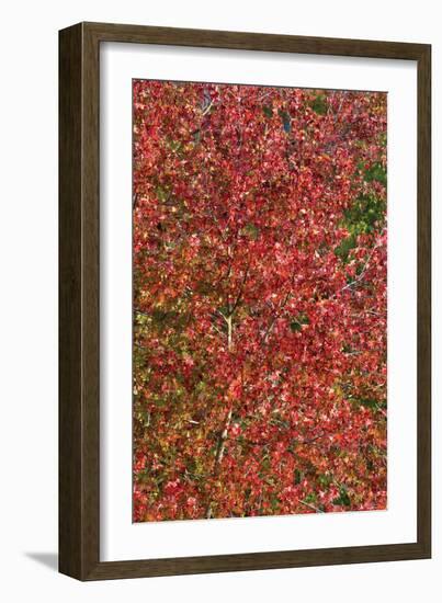 Fall Leaves 2-Lee Peterson-Framed Photographic Print