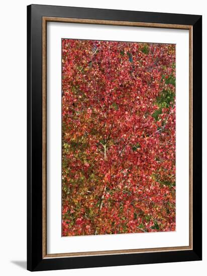 Fall Leaves 2-Lee Peterson-Framed Photographic Print