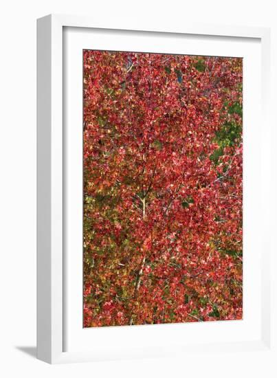 Fall Leaves 2-Lee Peterson-Framed Photographic Print