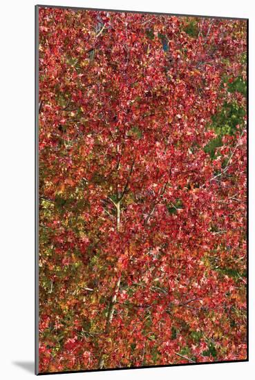 Fall Leaves 2-Lee Peterson-Mounted Photographic Print