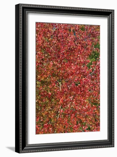 Fall Leaves 2-Lee Peterson-Framed Photographic Print