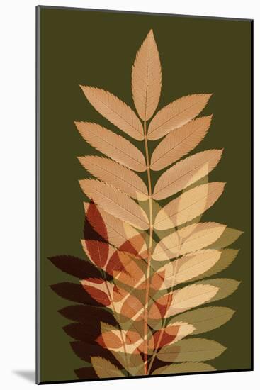 Fall Leaves 2-Ian Winstanley-Mounted Art Print