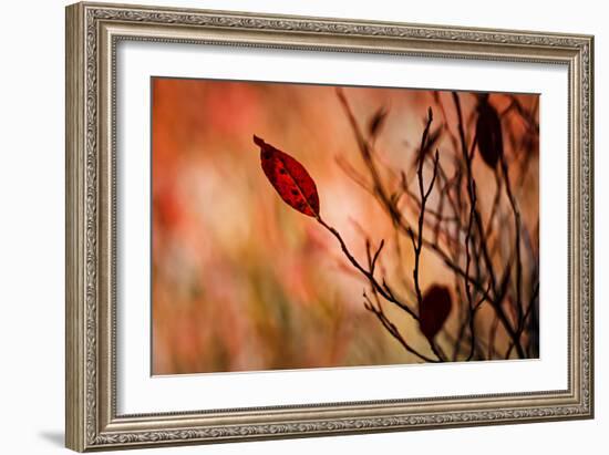 Fall Leaves 3-Ursula Abresch-Framed Photographic Print