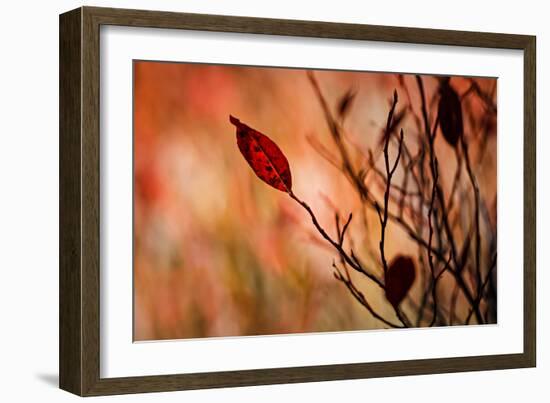 Fall Leaves 3-Ursula Abresch-Framed Photographic Print