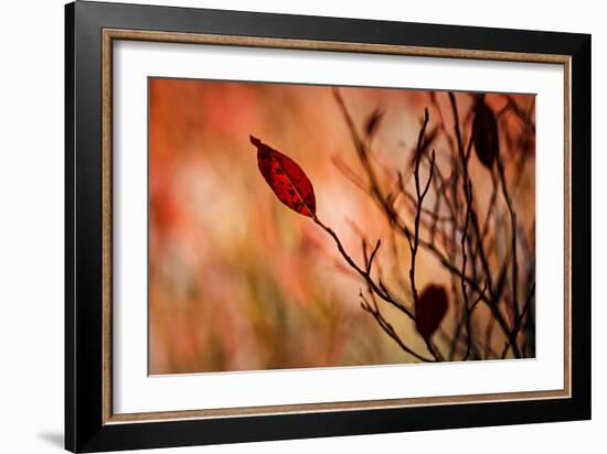 Fall Leaves 3-Ursula Abresch-Framed Photographic Print