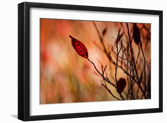 Fall Leaves 3-Ursula Abresch-Framed Photographic Print