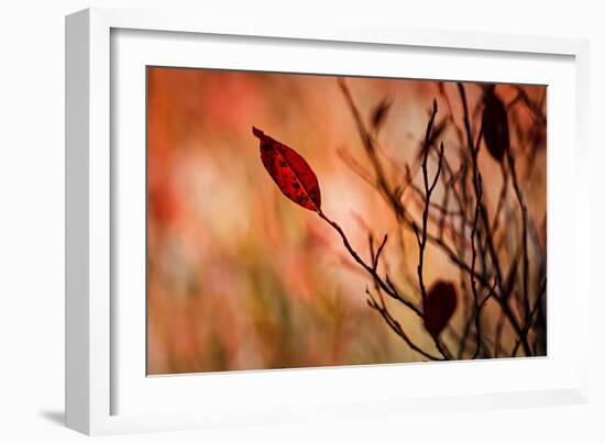 Fall Leaves 3-Ursula Abresch-Framed Photographic Print