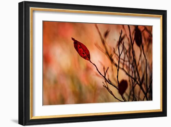 Fall Leaves 3-Ursula Abresch-Framed Photographic Print