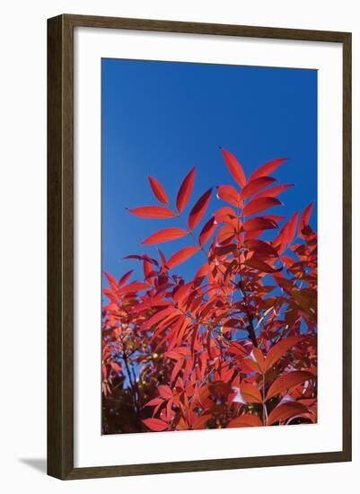 Fall Leaves 3-Lee Peterson-Framed Photographic Print