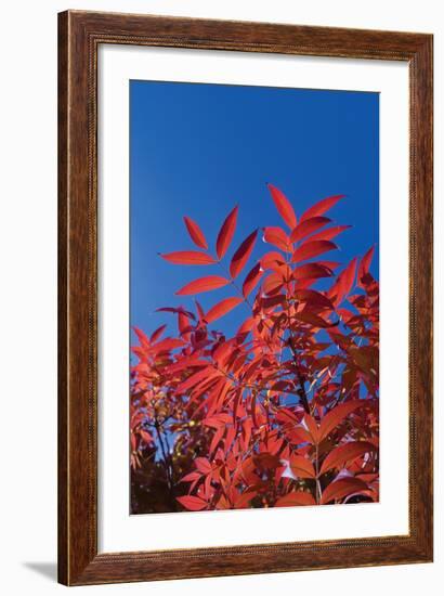 Fall Leaves 3-Lee Peterson-Framed Photographic Print