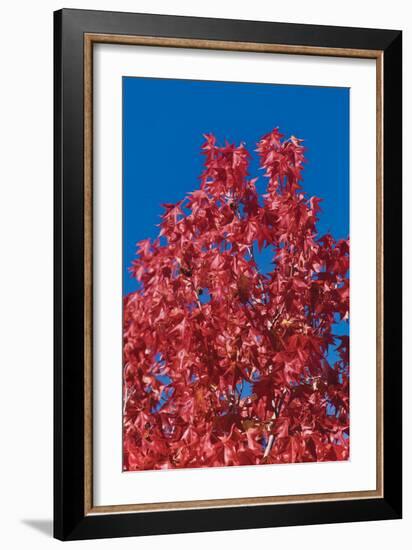 Fall Leaves 4-Lee Peterson-Framed Photographic Print