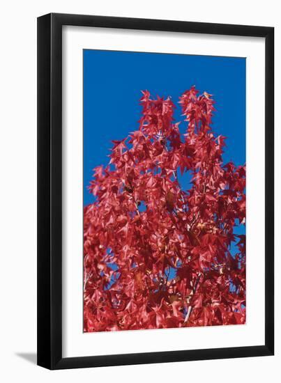 Fall Leaves 4-Lee Peterson-Framed Photographic Print