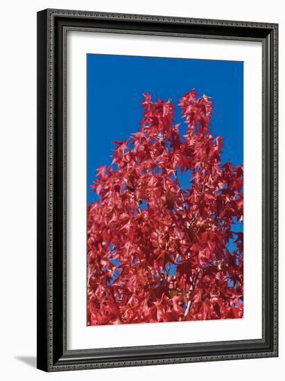 Fall Leaves 4-Lee Peterson-Framed Photographic Print