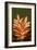 Fall Leaves 4-Ian Winstanley-Framed Art Print