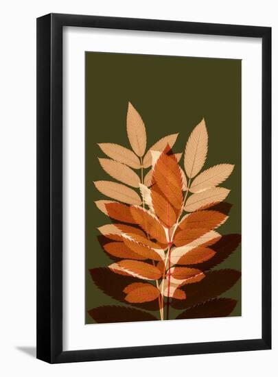 Fall Leaves 4-Ian Winstanley-Framed Art Print